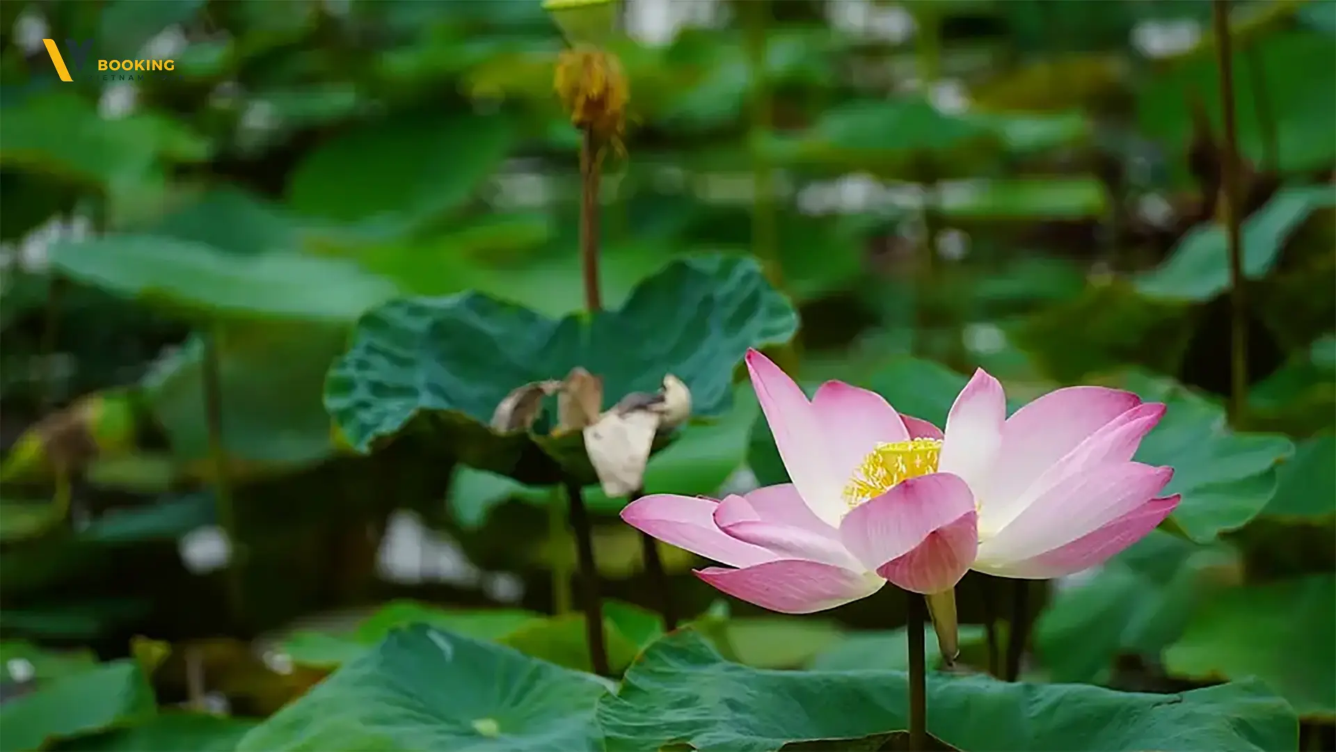 Lotus Blooming Season June August